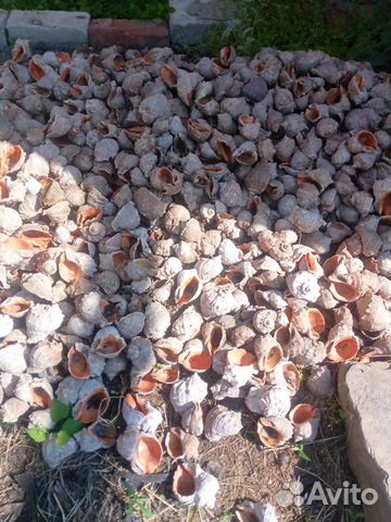 Ракушки рапана