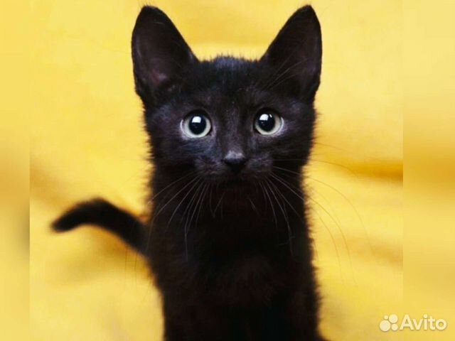 Чёрные котята, мальчики и девочки в добрые руки