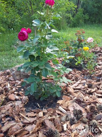 Мульча кора