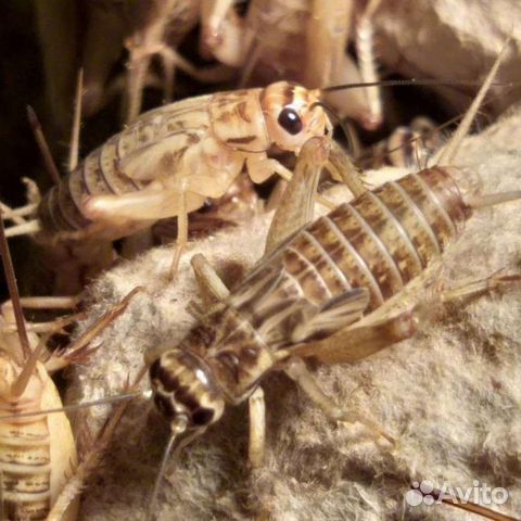 Корма и не только, для экзотических животных