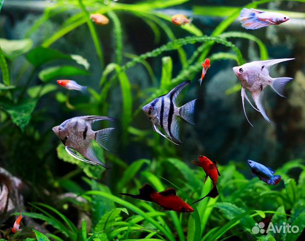 Рыбки Скалярии