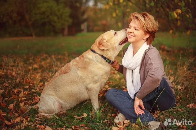 Домашняя передержка для вашей собаки