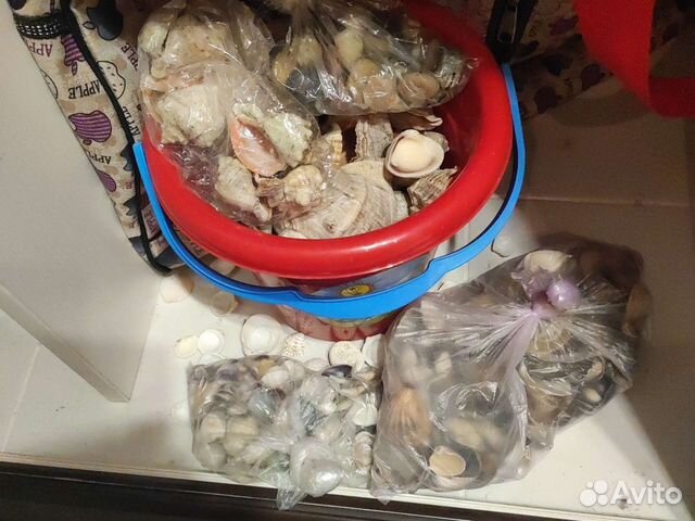 Морские ракушки ведро