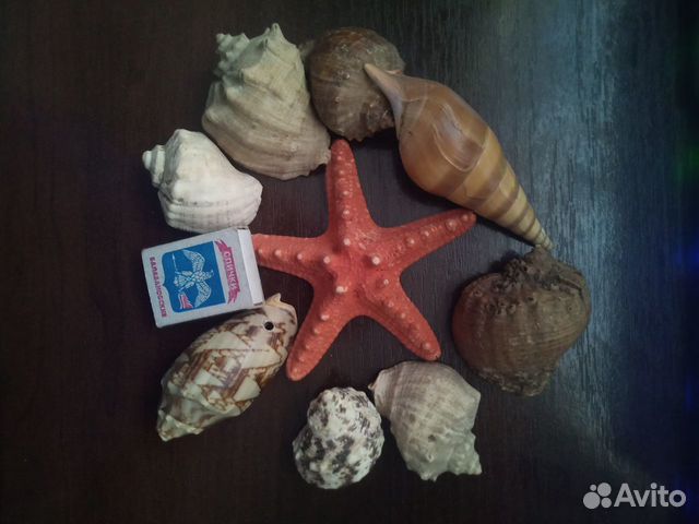 Морские ракушки