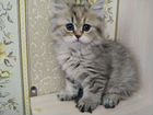 Очаровательные Шотландские котята объявление продам