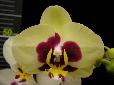 Орхидея Chuen Yuan Panda