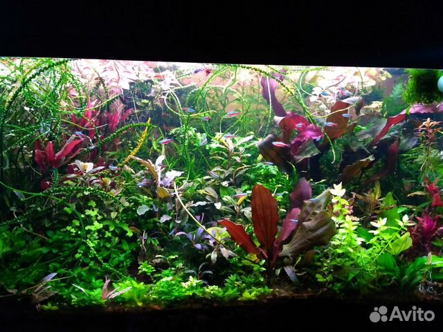 Аквариумные растения