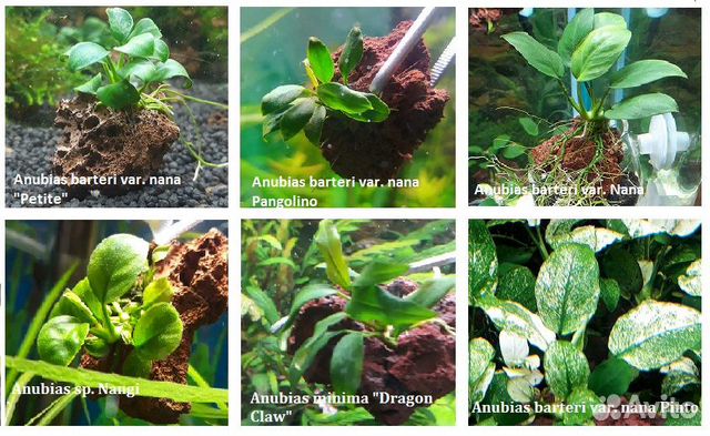 Анубиасы, ротала,лудвигия,погостемон и т.д