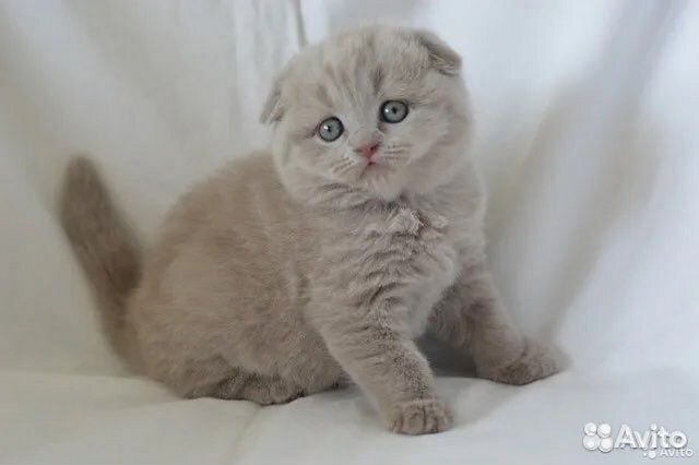 Элитные шотландские вислоушки