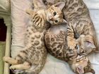 Бенгальские котят от элитных родителей WCF объявление продам