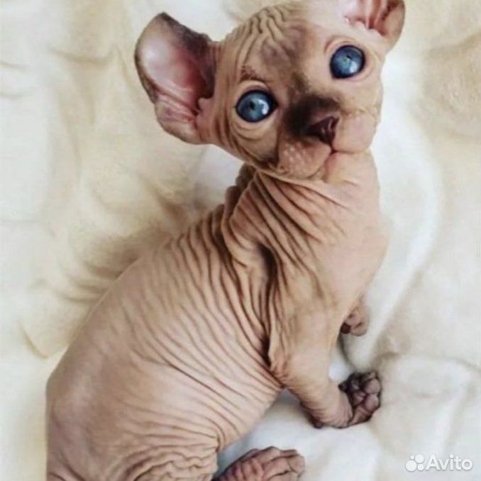 Pin by knitting_love_gram on sphynx cat Sphynx cat, Sphynx, Cats and kittens