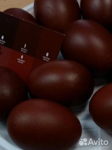 И/яйцо, мараны курочки или семья