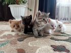 Котята от персидской кошки в добрые руки бесплатно