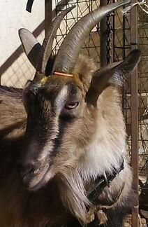 Обезроживание, кастрация, клеймение сельхоз животн