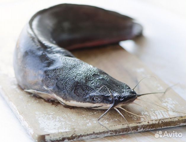 Африканский клариевый сом