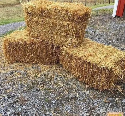 Сено и солома в чем разница фото