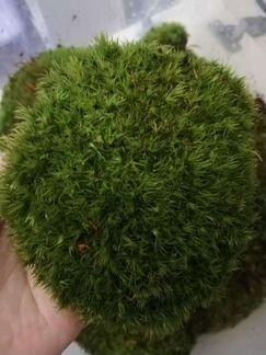 Живой мох, Кора пробкового дуба