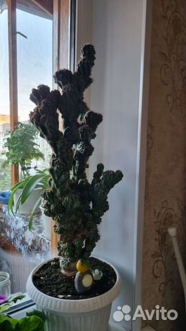 Кактусы и суккуленты