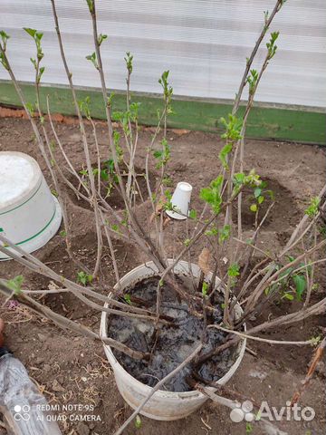 Саженцы плодовых деревьев