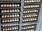 Инкубационное яйцо бройлера 307 объявление продам