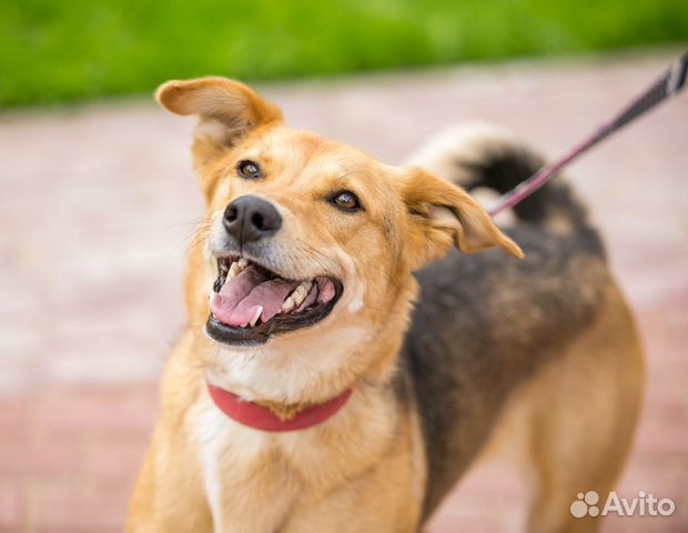 Собаки бесплатно