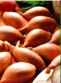 Семена Лука 