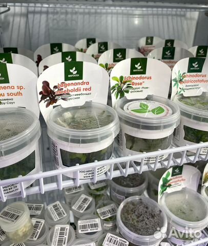 Меристемные растения