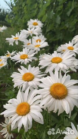 Многолетние садовые растения