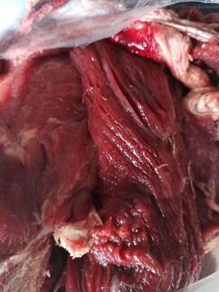 Корм для животных