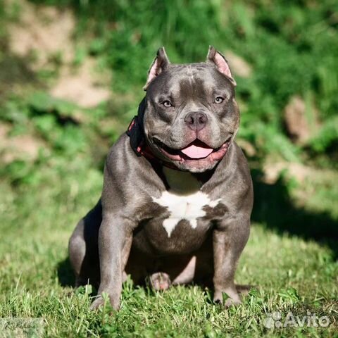 Американский булли вязка