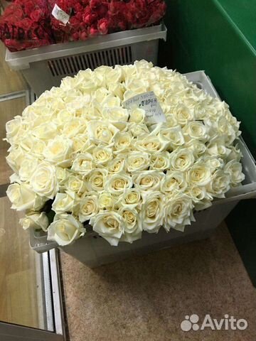 101 белая роза цветы реально все что написанно