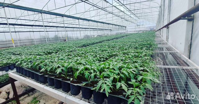 Рассада томатов