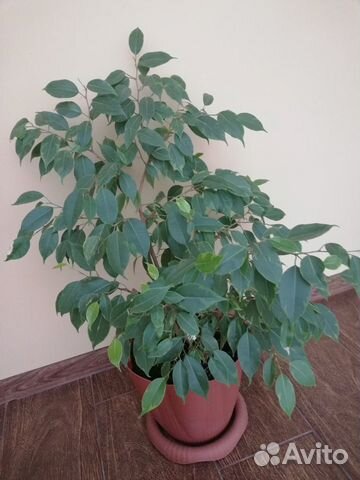 Цветы фикус