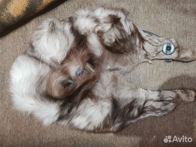 Шкурка животного