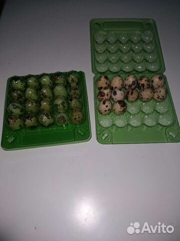 Ячейки для перепелиных яиц