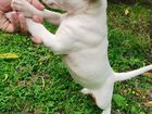 Алиментный щенок девочка стандартного бультерьера объявление продам