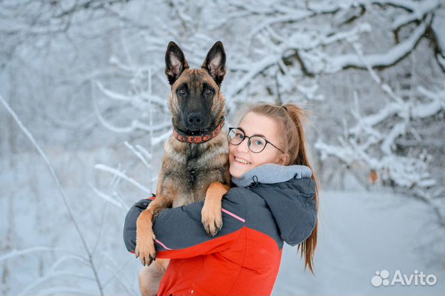 Услуги кинолога