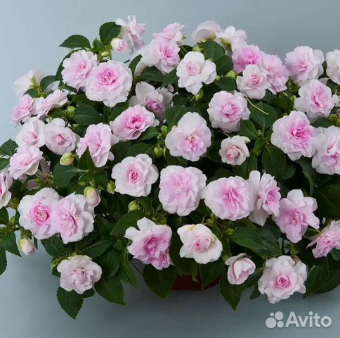 Бальзамины сортовые