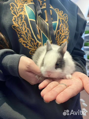 Кролик карликовый минор