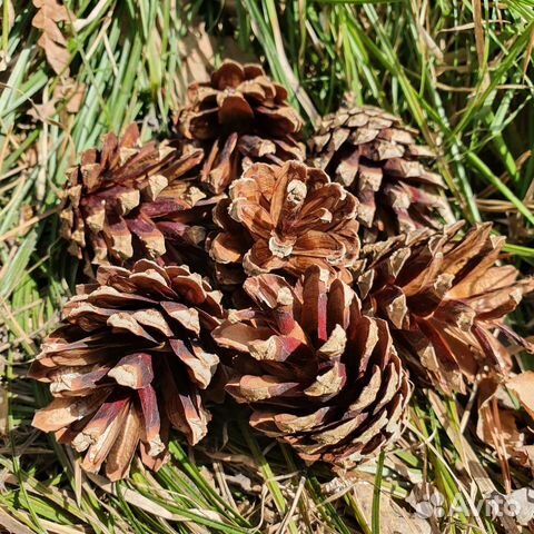 Шишка сосновая