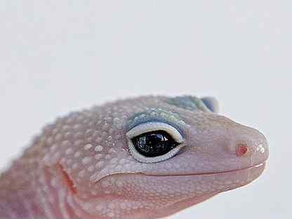 super snow blazing blizzard leopard gecko