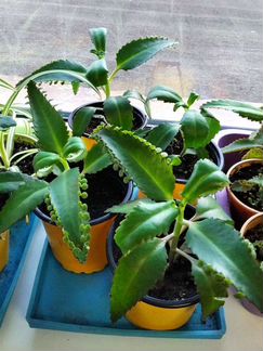 Каланхоэ лекарственный