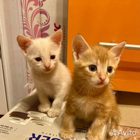 таганрог шотландский котенок. кошки в таганроге. ищу котят бесплатно в таганроге. коты таганрог. коты таганрог.