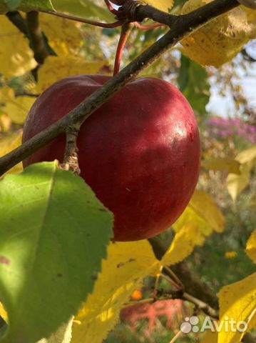Черенки яблони и груши для прививки