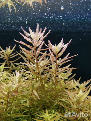 Ротала хра аквариумное растение фото