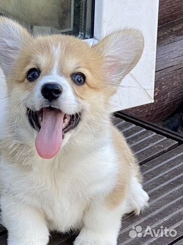 Вельш корги пемброк щенки с документами