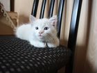 Белый котенок с разными глазами