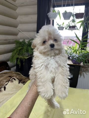 Мальтипу f1 mini