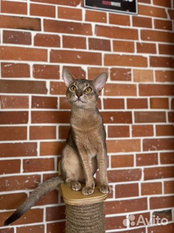 Абиссинский кот, Вязка