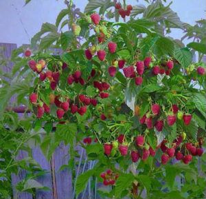 Малиновое дерево, Таруса, Сказка и Крепыш